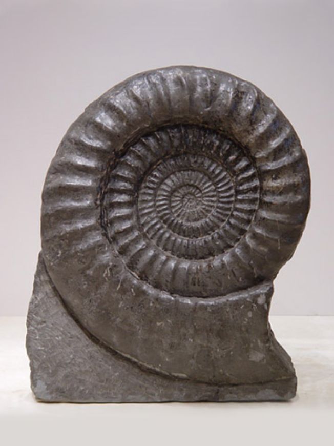 Picture of HUGE AMMONITE