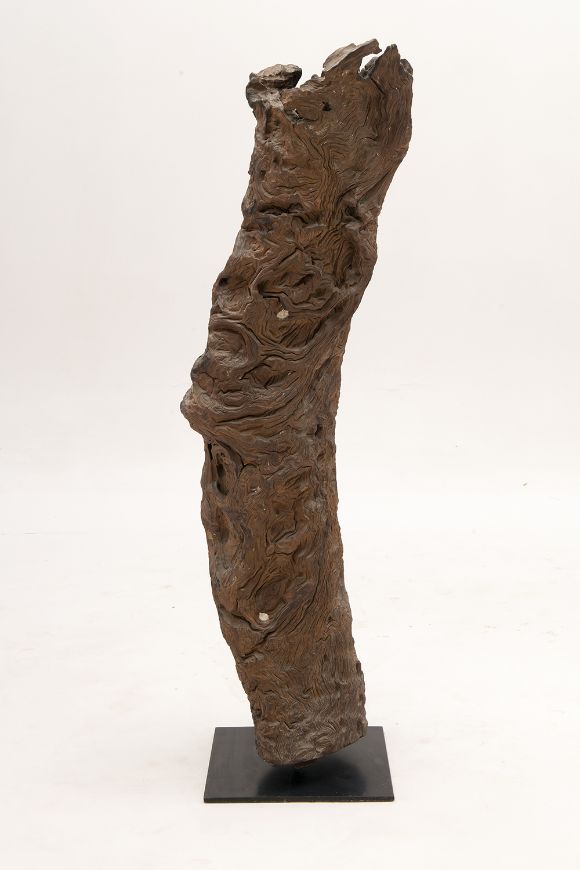 Picture of IRONWOOD ROOT