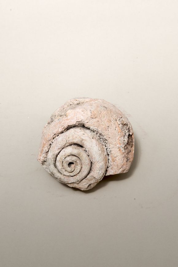 Picture of FOSSILIZED SHELL